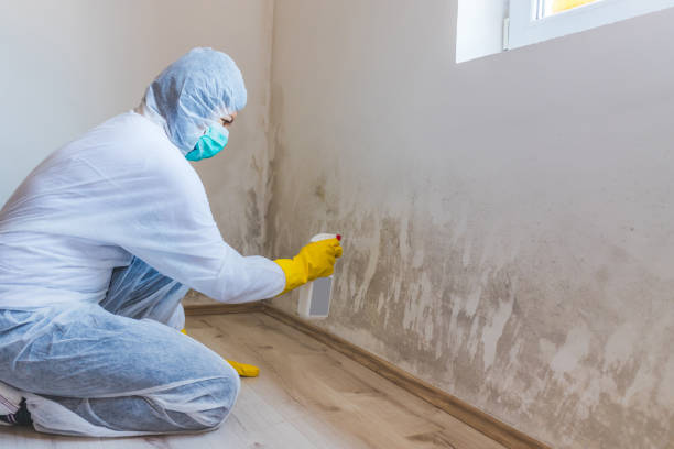 Licensed Black Mold Removal service in Passaic, NJ - WQB Mold Removal