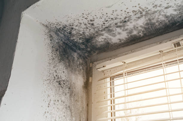 Affordable Black Mold Removal solutions in Passaic, NJ
