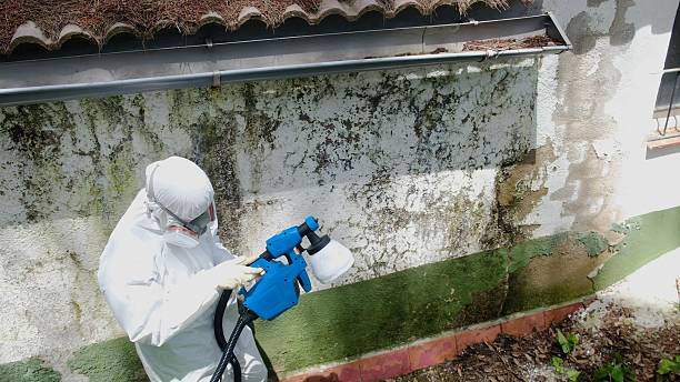Top rated local Black Mold Removal specialists in Passaic, NJ